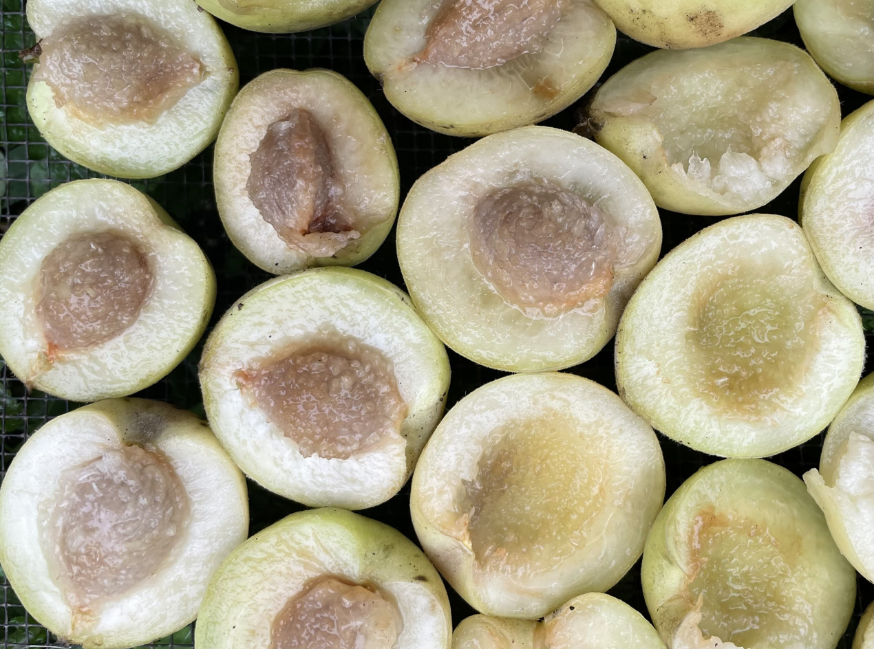 Seeds – OIKOS Tree Crops